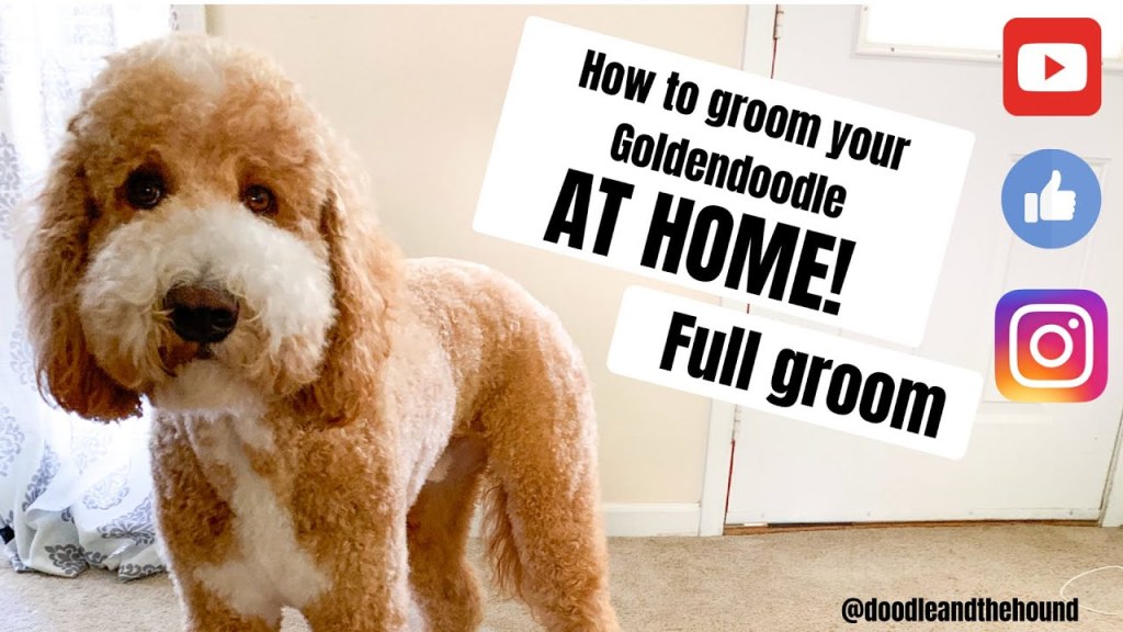 grooming a goldendoodle at home
