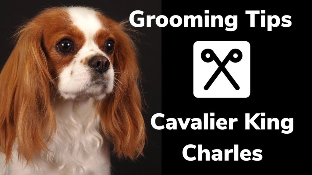 grooming king charles spaniel - GROOMING tips for a CAVALIER KING CHARLES spaniel. How to groom dogs step  by step control shedding.
