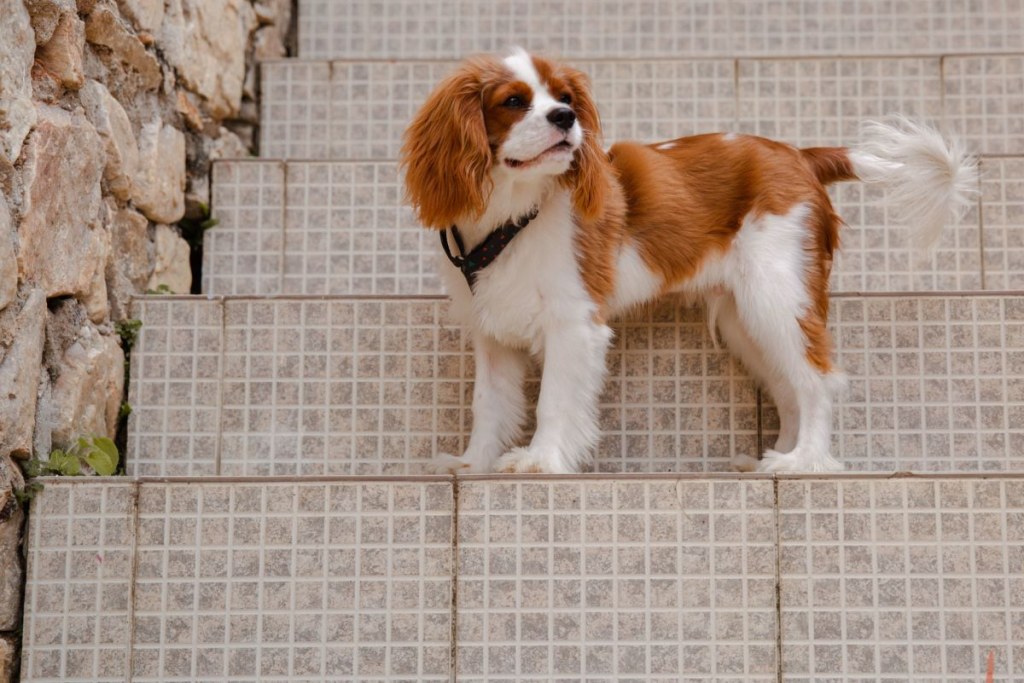 how to clip a king charles spaniel pethelpful